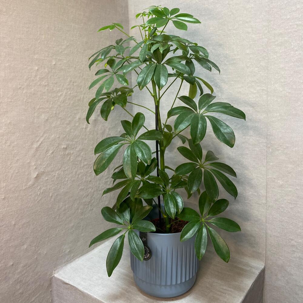 Шеффлера, Live Plants Kirov, Kirov region, Russia, buy at a price of ...