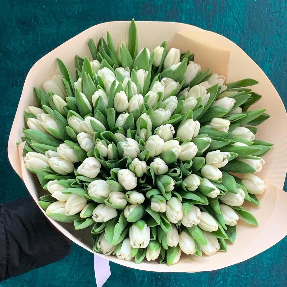 101 tulipanes blancos
