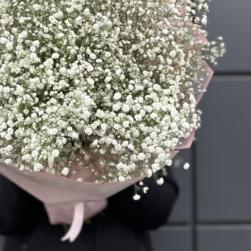 Gypsophila rainbow
