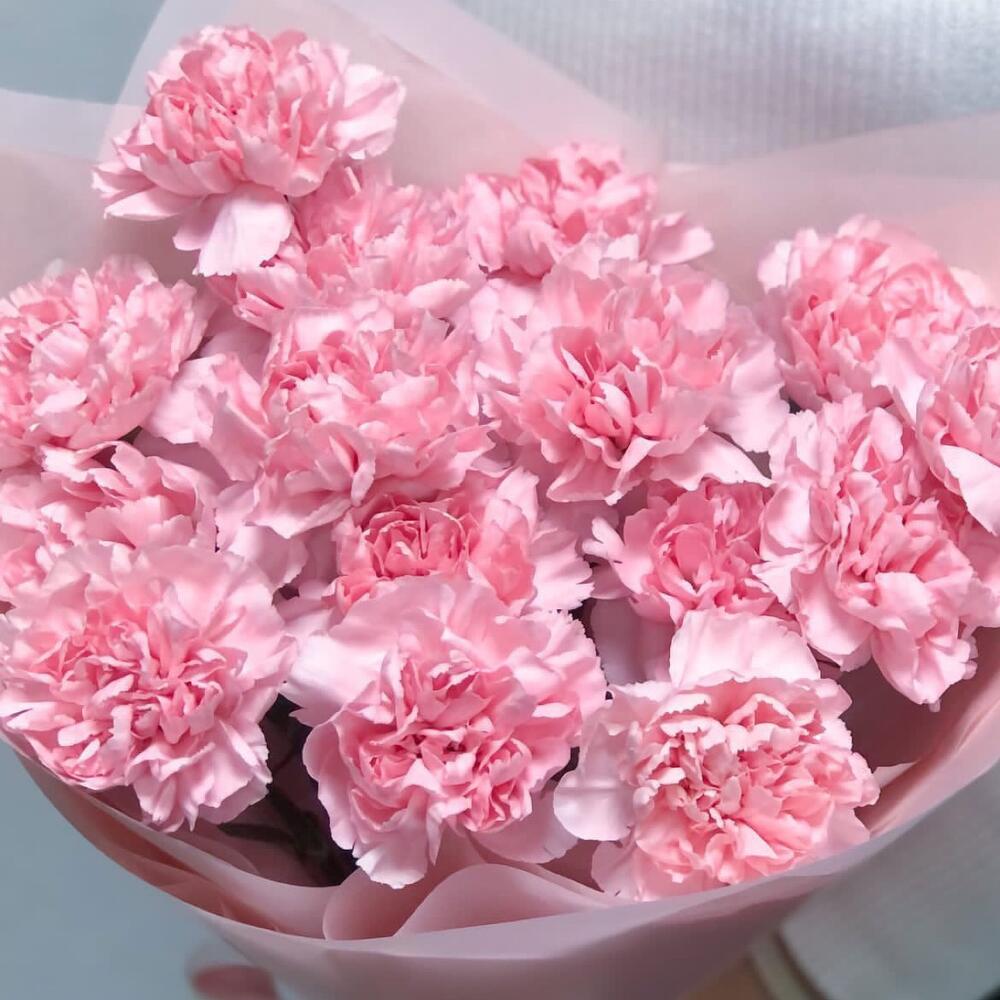 Диантусы 15🌸