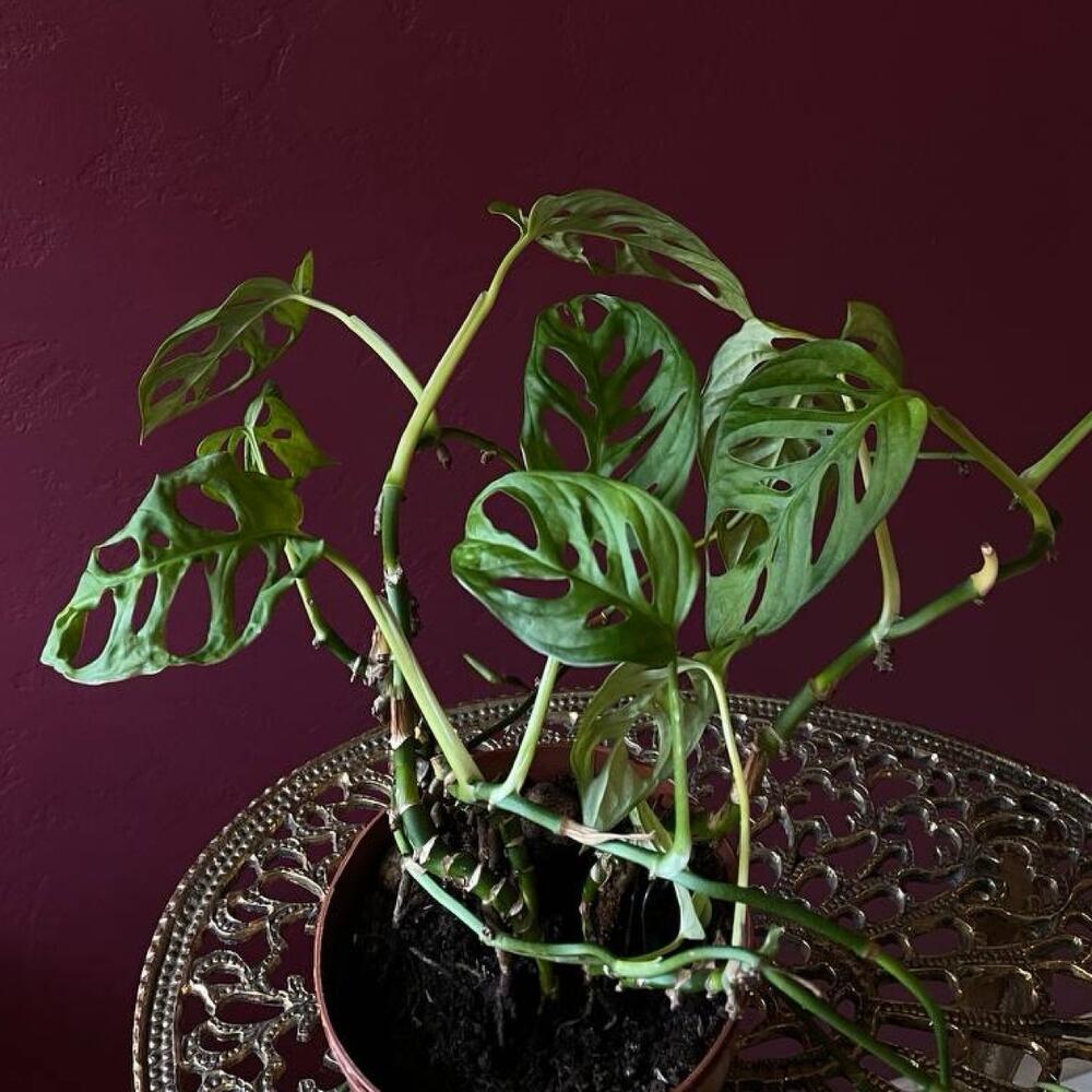 Monstera Monkey