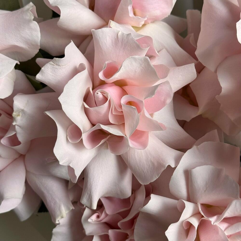 Букет ид французских роз Pink Mondial