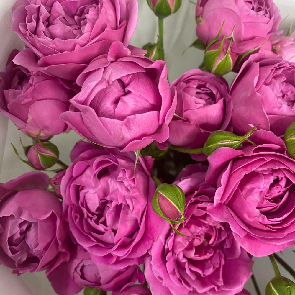 Леди Бомбастик 🌸 пионовидные кустовые розы