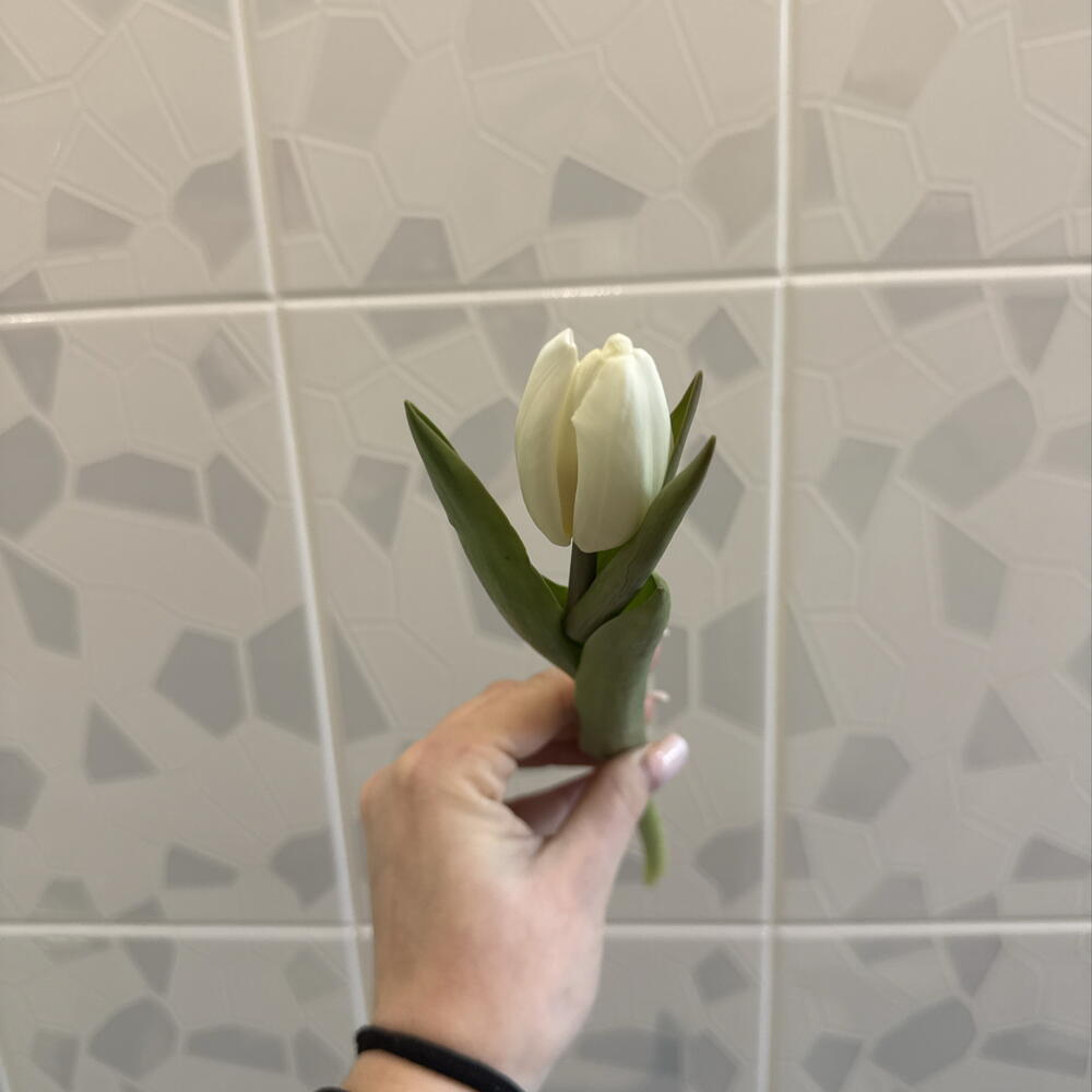 Тюльпан белый