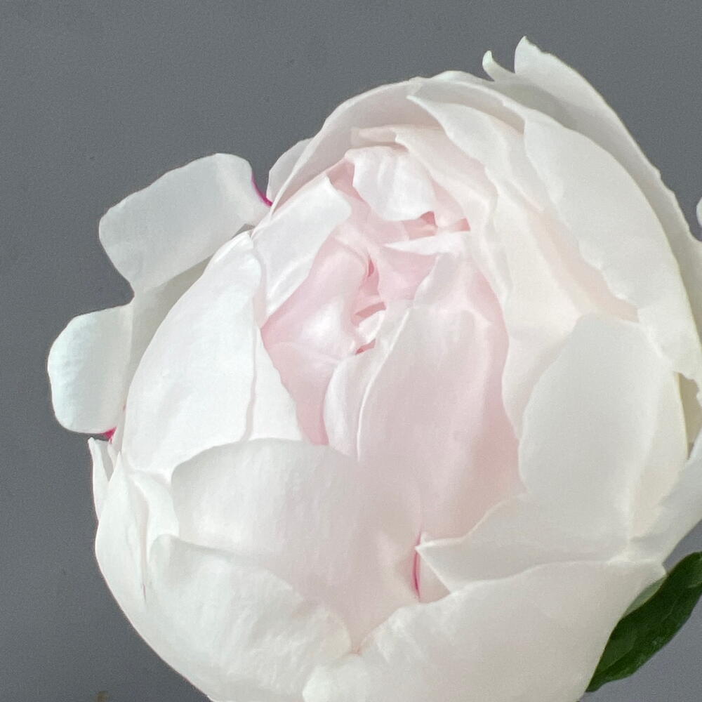 Пион бело-розовый (0006) peony