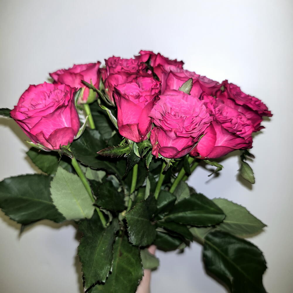 Букет из 9 кучерявых роз 🌹🌹🌹