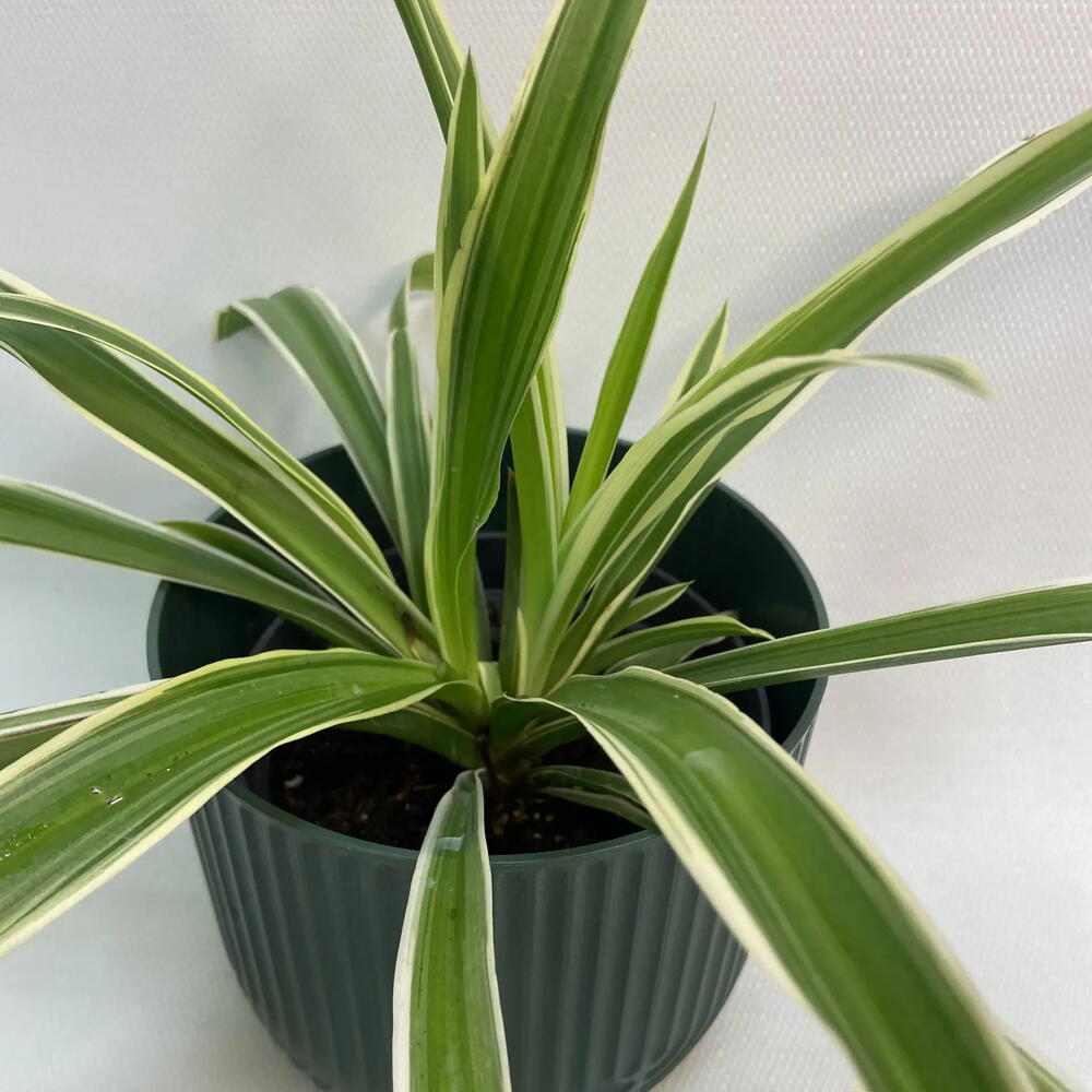 Хлорофитум / Chlorophytum