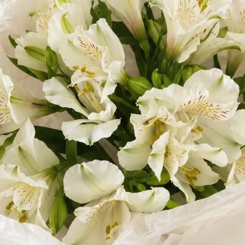 💐Букет из 3 альстромерий / в наличии сегодня / хит