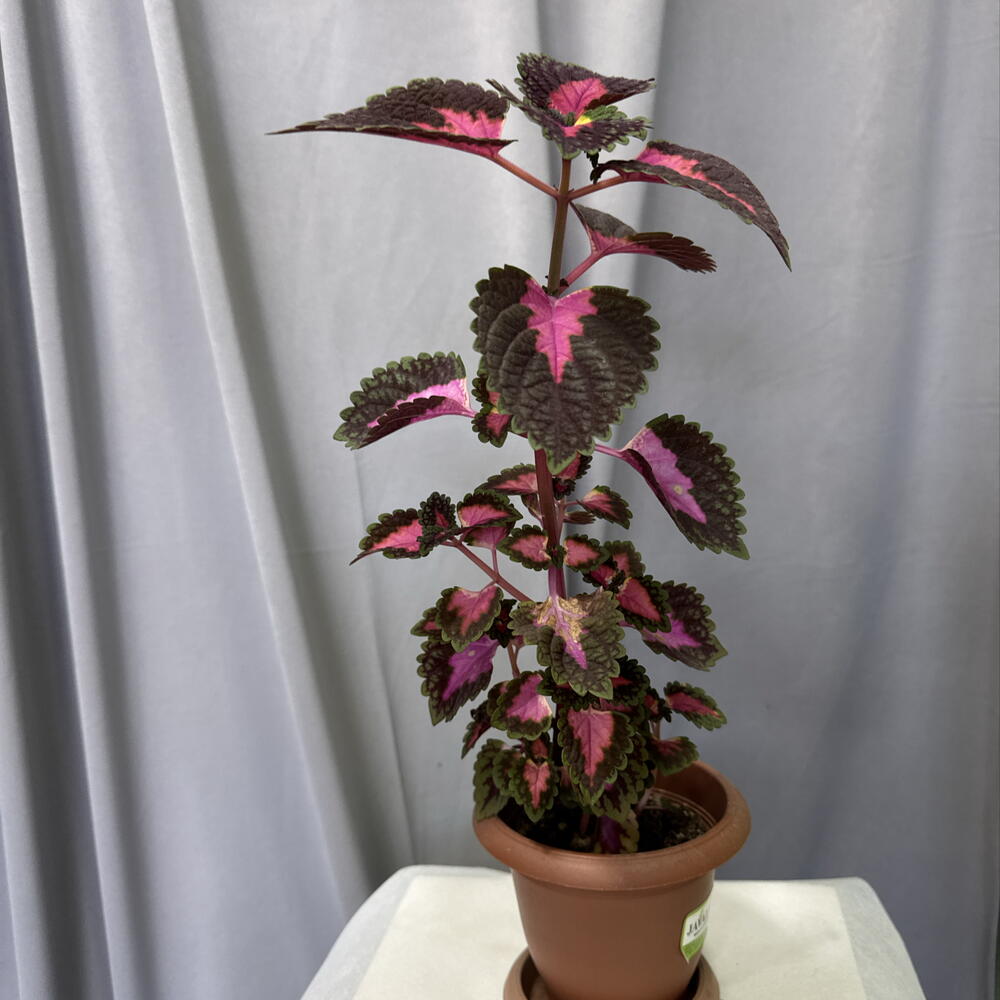Coleus