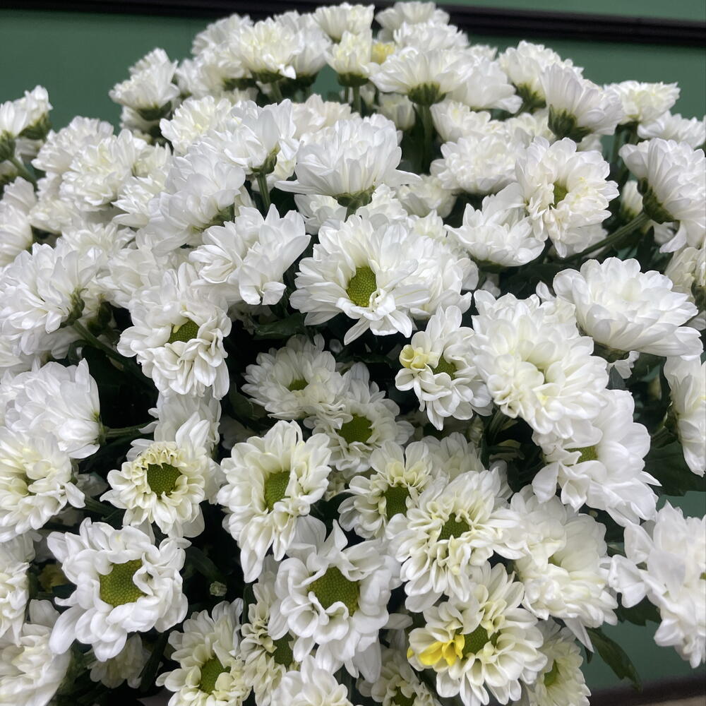 Сантини моно