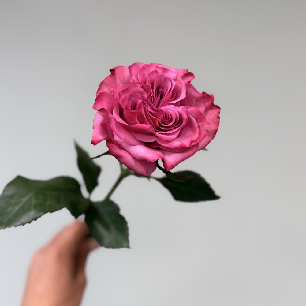 Пионовидная роза « Кантри Блю»🌸