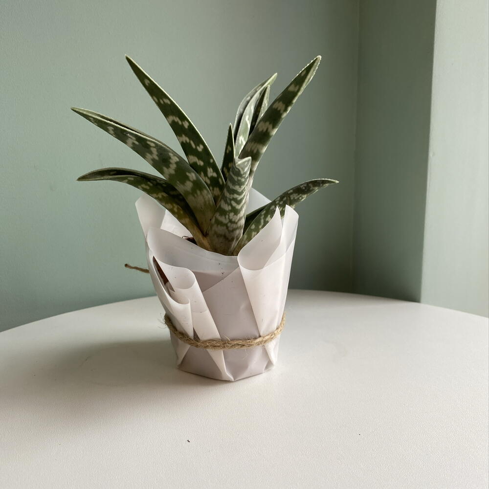 Алое Variegata
