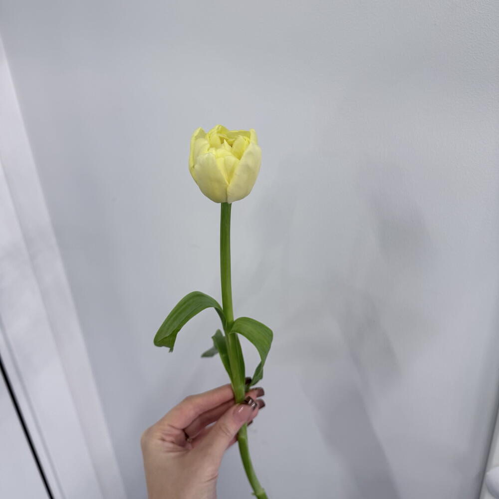 Тюльпан лимонный