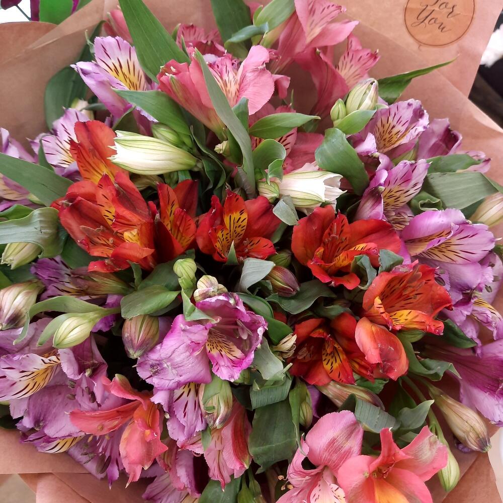 Alstroemeria mix