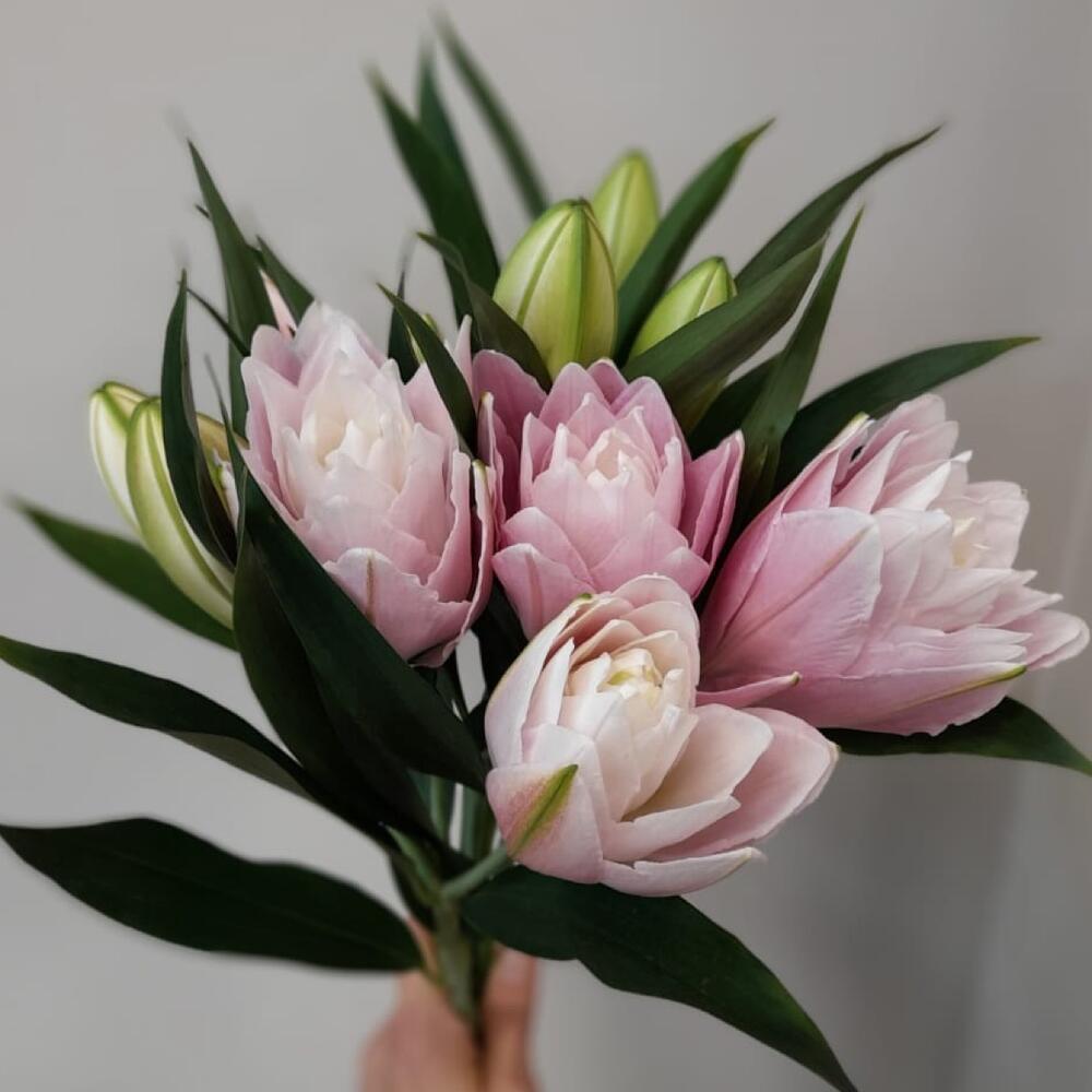 Lily Sarah, the peony-shaped lily