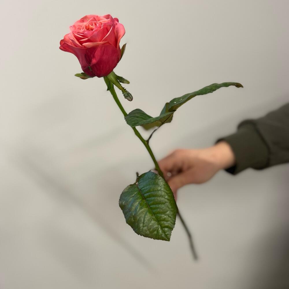Роза Бабл Гам