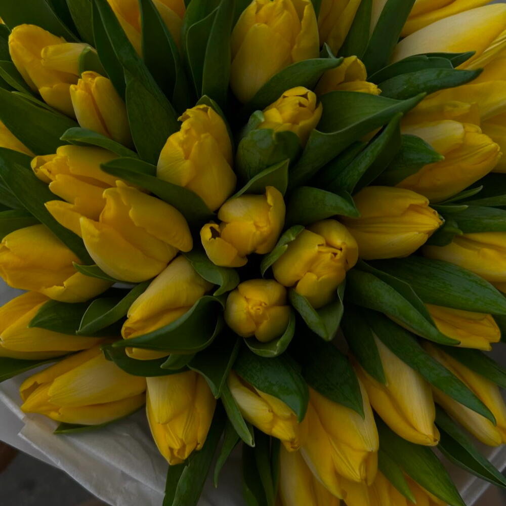 Yellow tulips