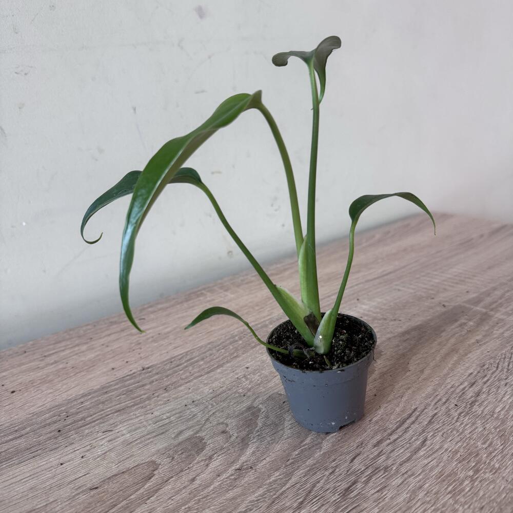 Монстера Бурле Маркс Флейм (monstera Burle Marx flame)