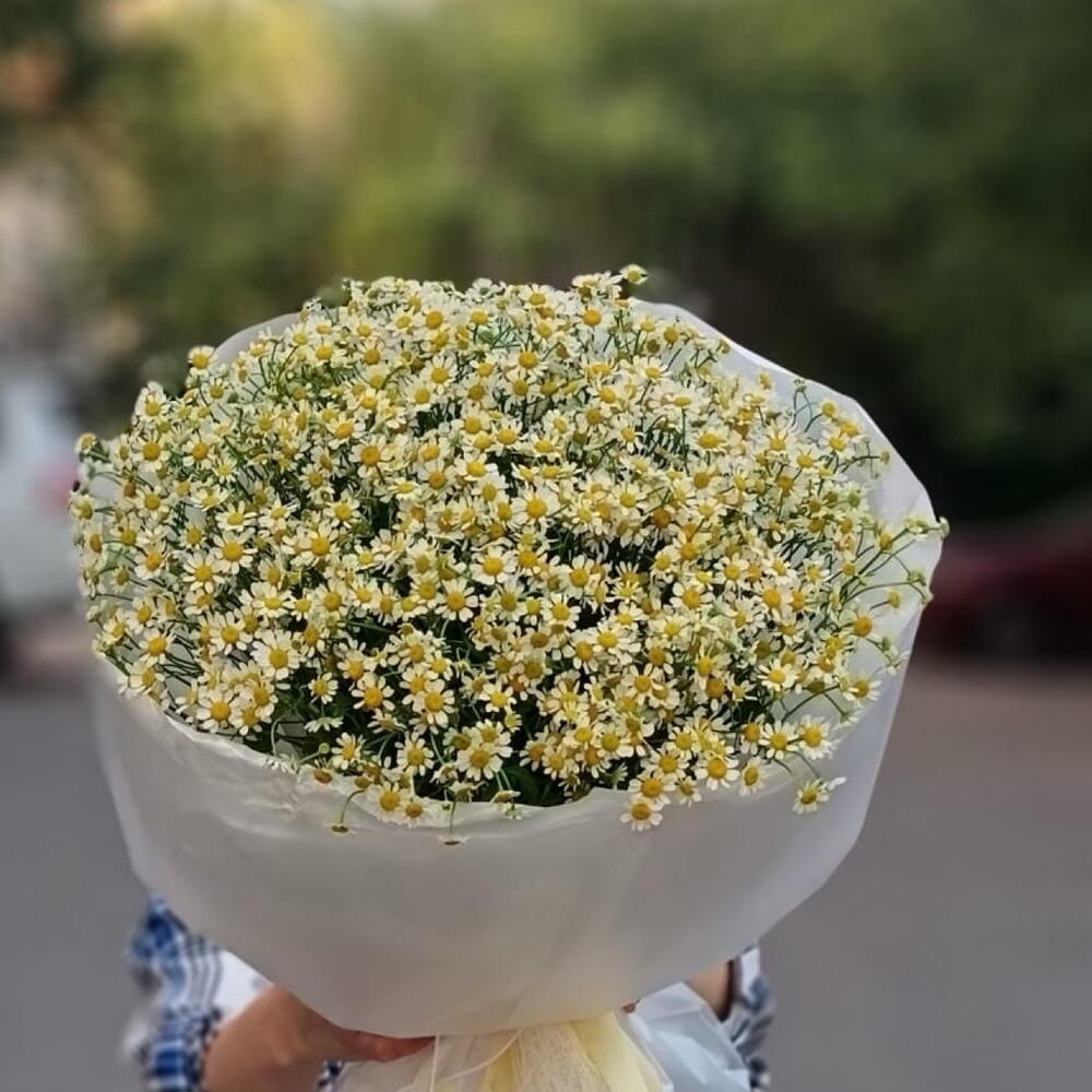Ромашки танацетум
