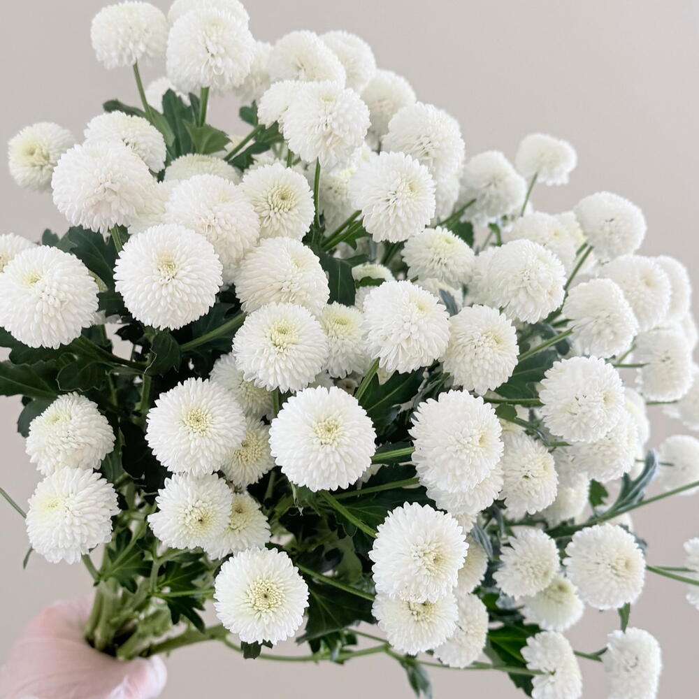 Помпон 7