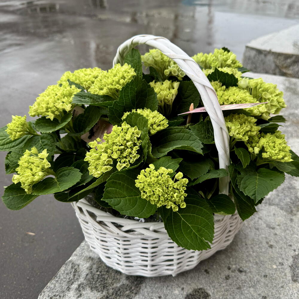 Гортензия в корзине