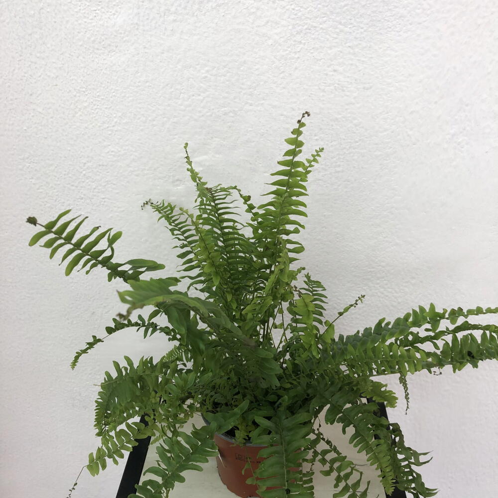 Папоротник- Нефролепис Green Lady