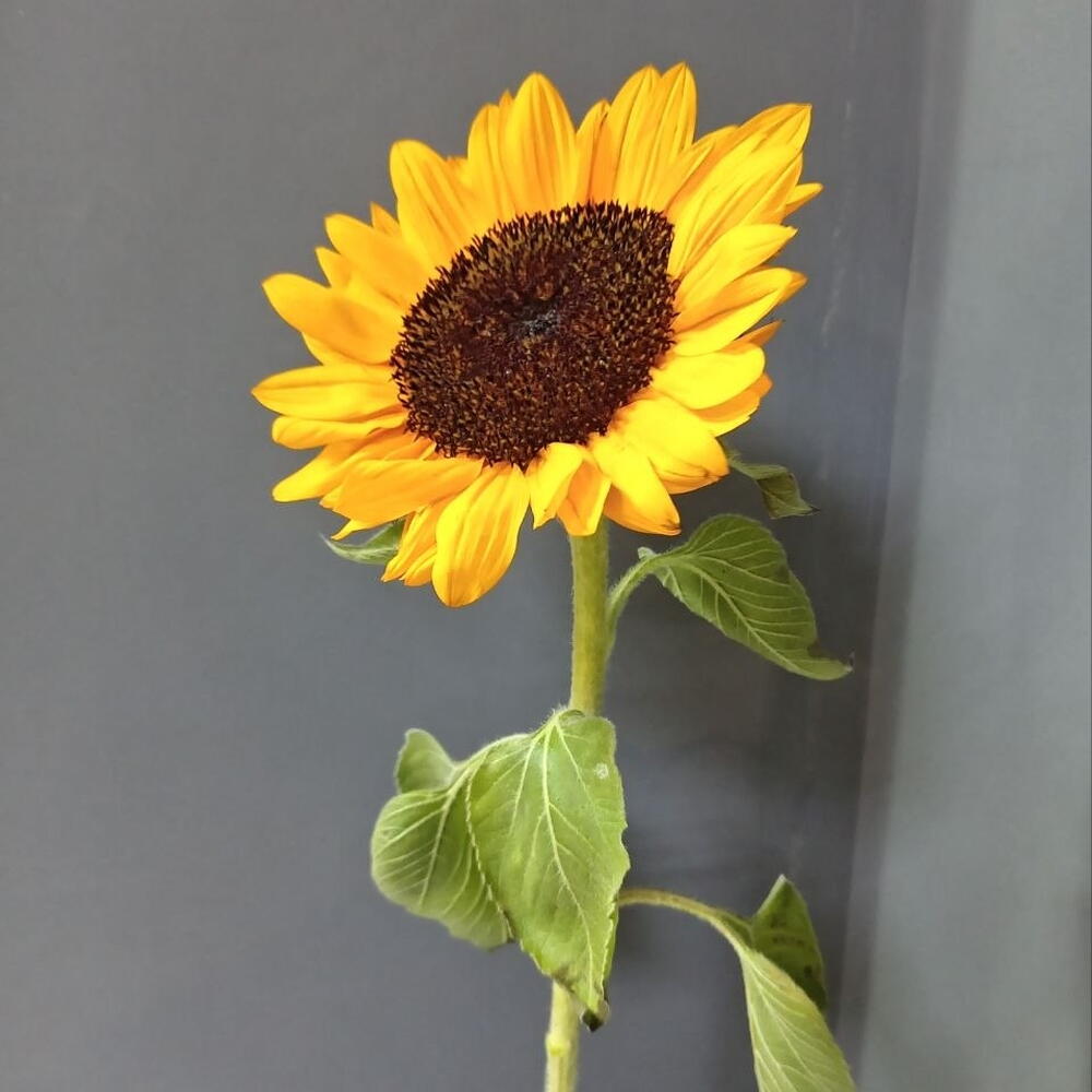 Подсолнух 🌻
