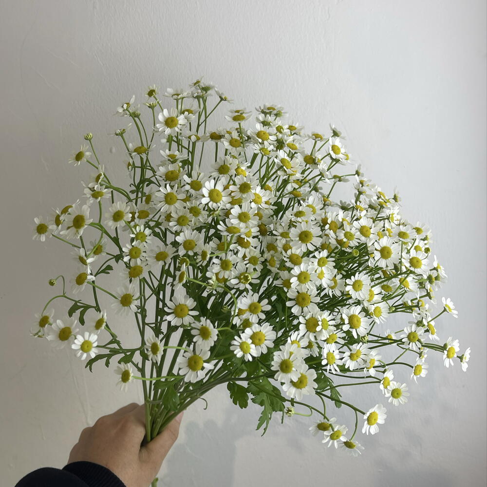 Танацетум 7