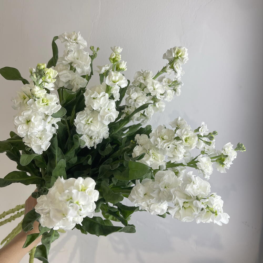 Метиолла белая 9