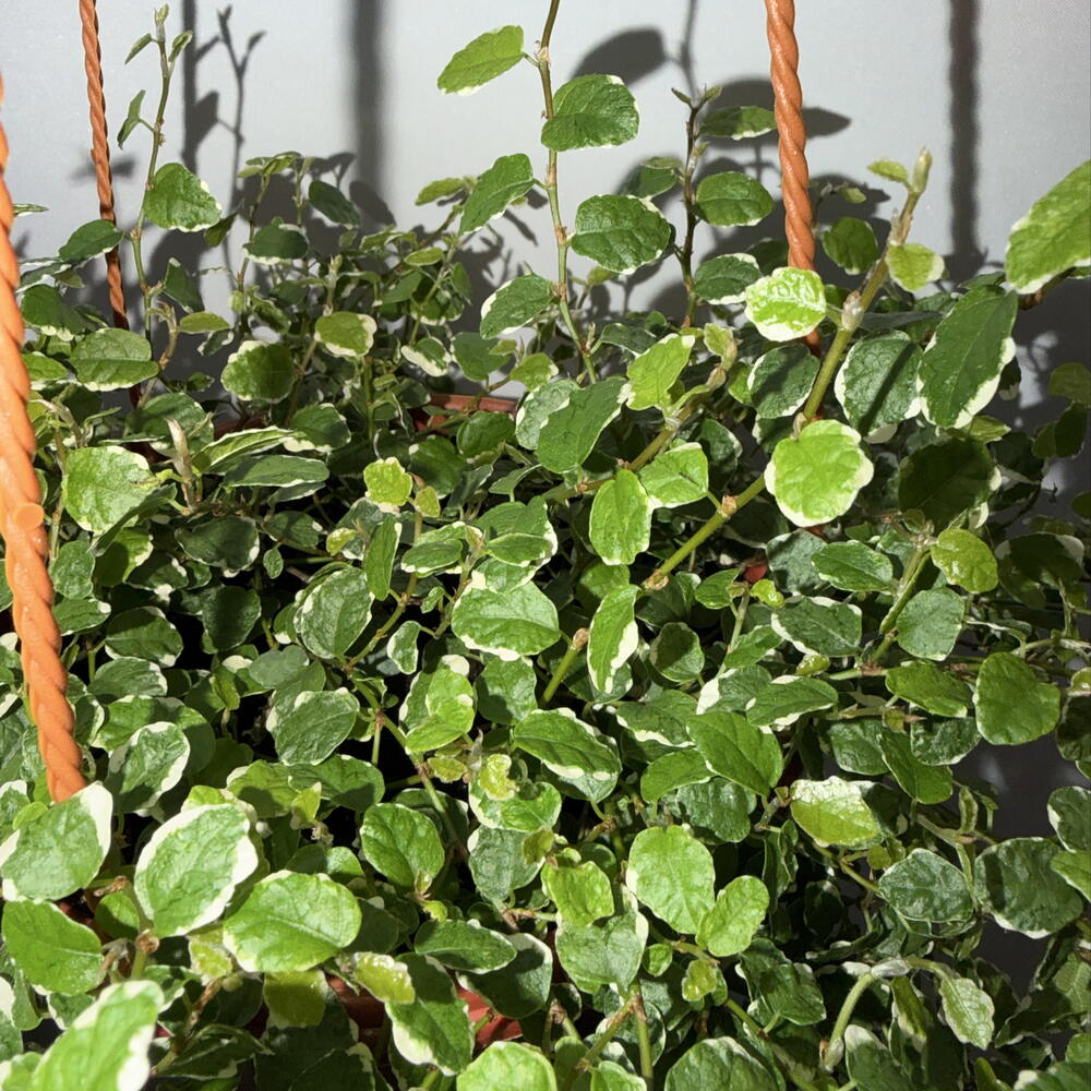 🌿 Фикус пумила Variegata