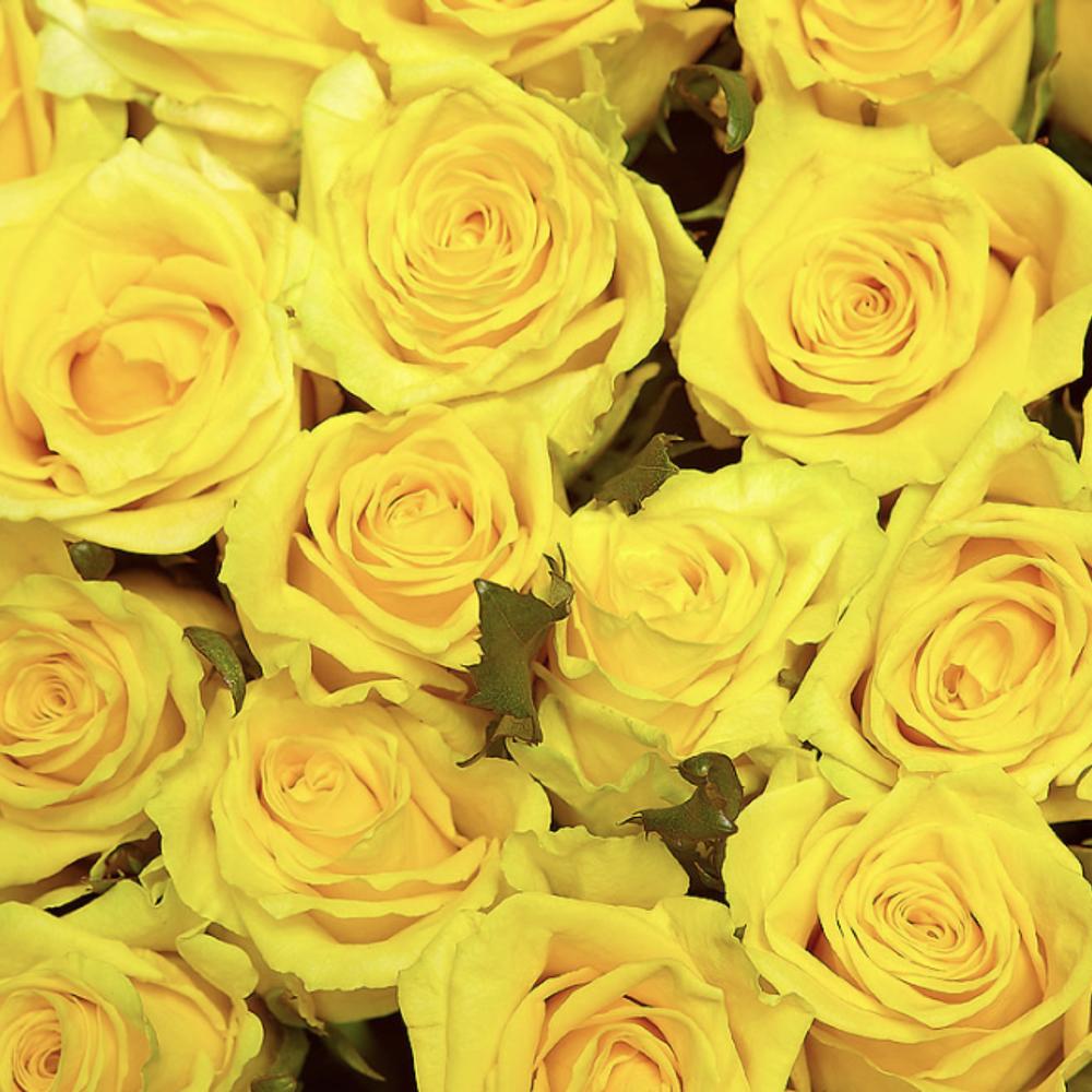 Огромный букет желтых. Желтые розы. Букет желтых роз. Желтые розы огромный букет.