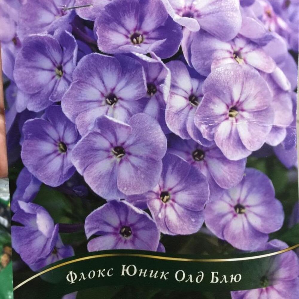 Флокс