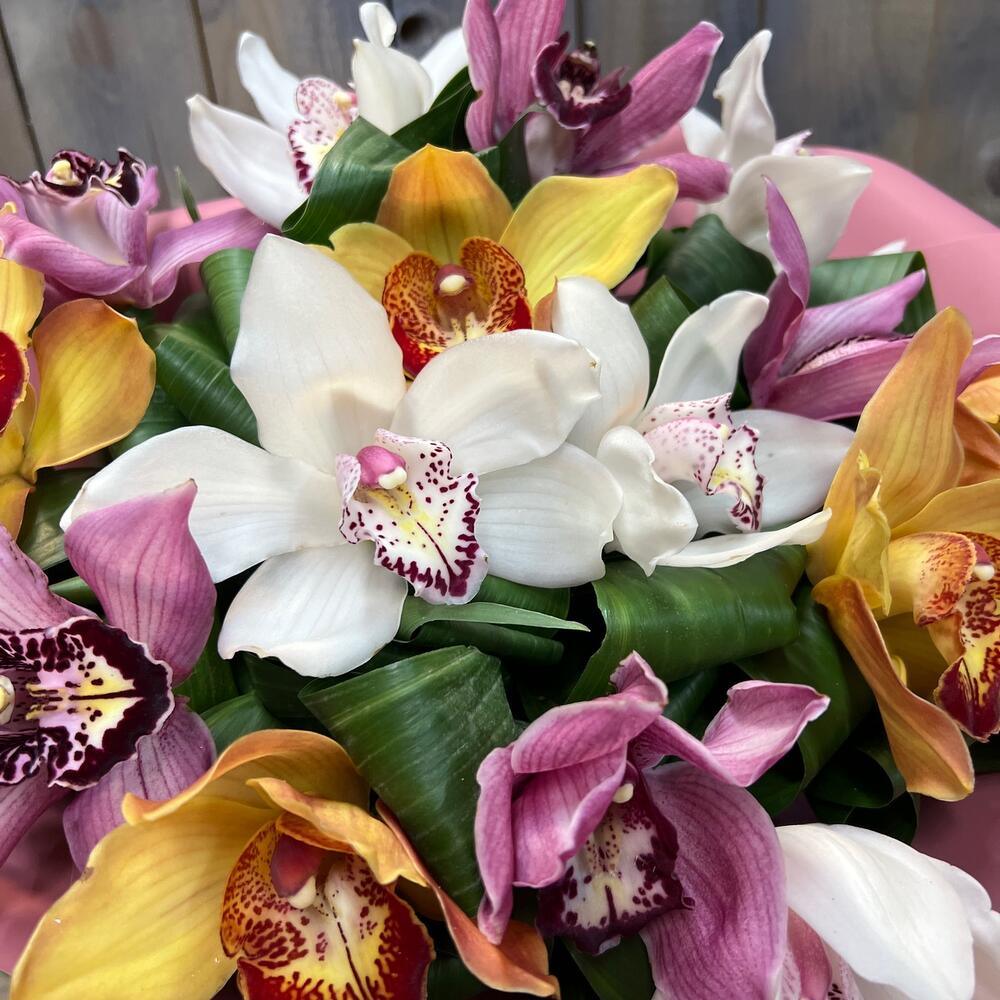 Cymbidium magnífico