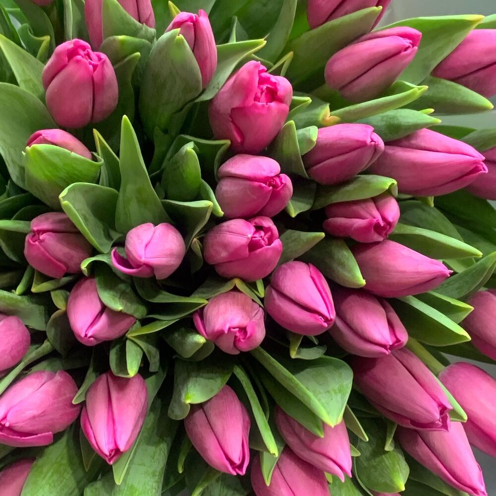 Tulips 🌷
