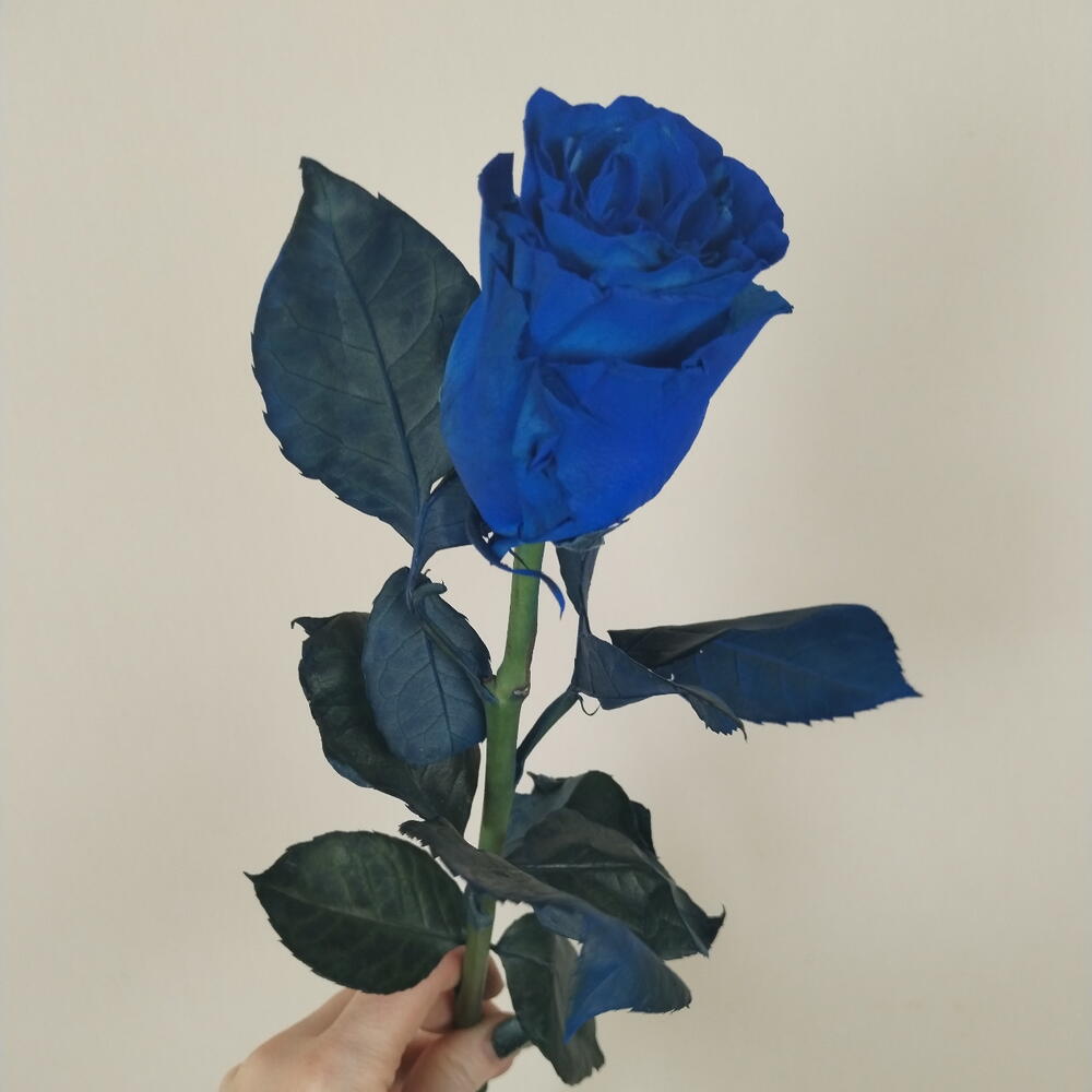 Роза "Синее озеро"