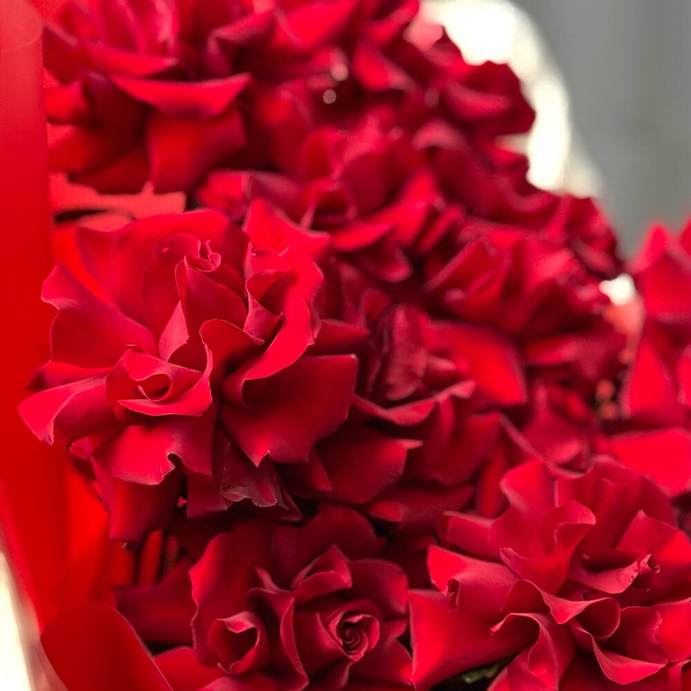Роза Эксплорер L red