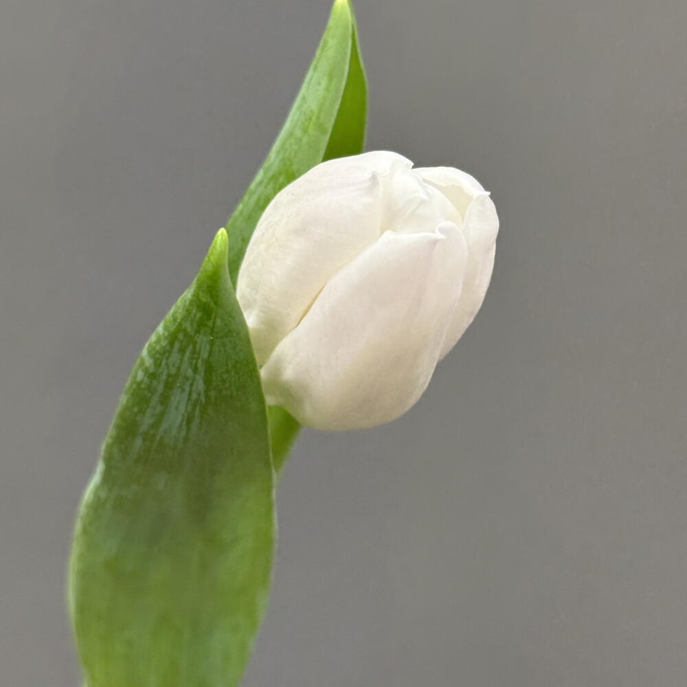 Тюльпан белый