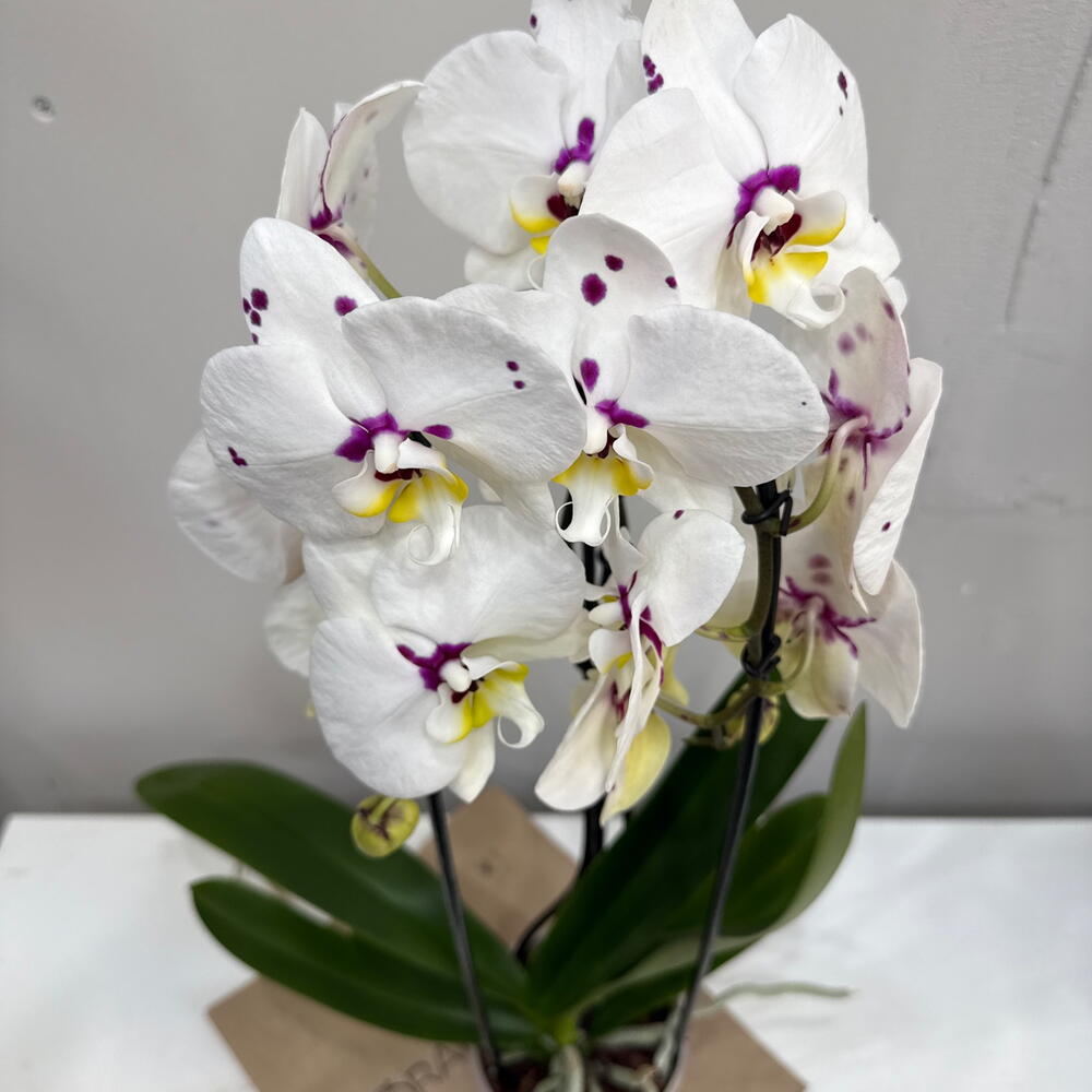 Орхидея Phalaenopsis / двойной каскад