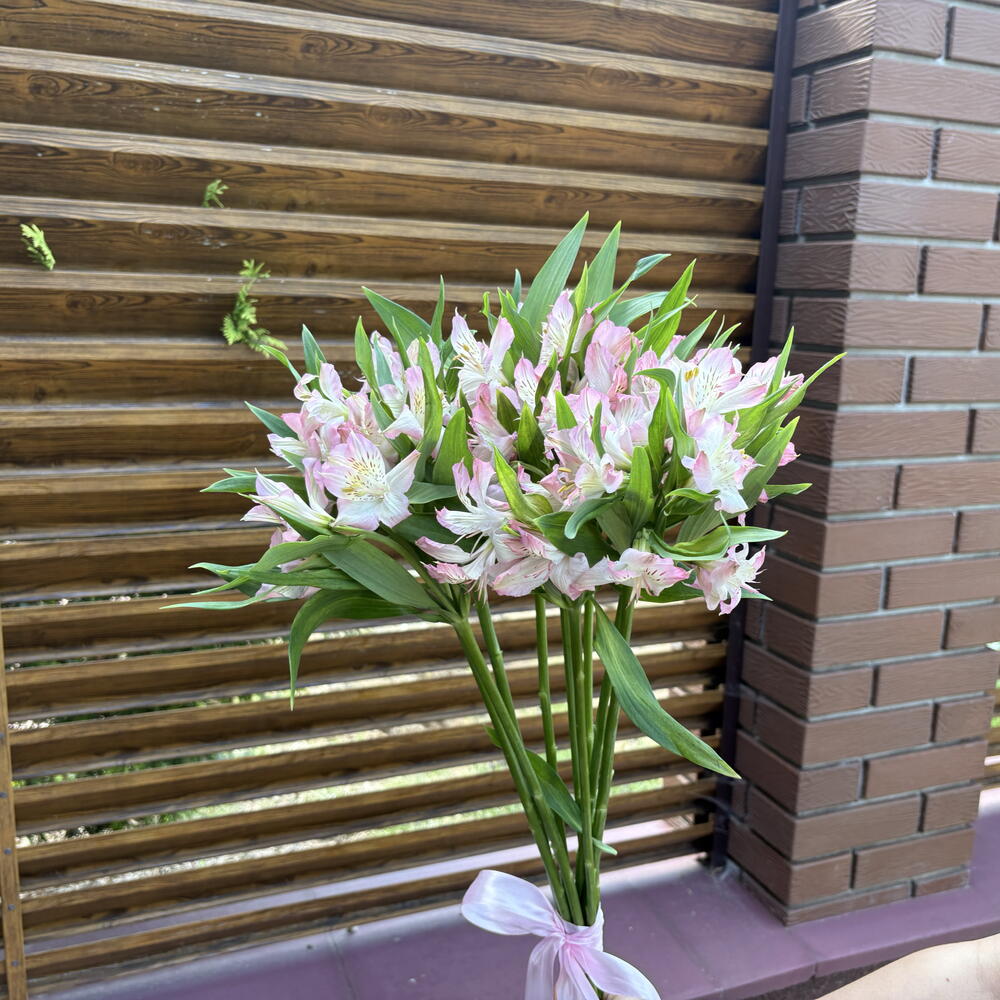 Моно букет из альстромерий