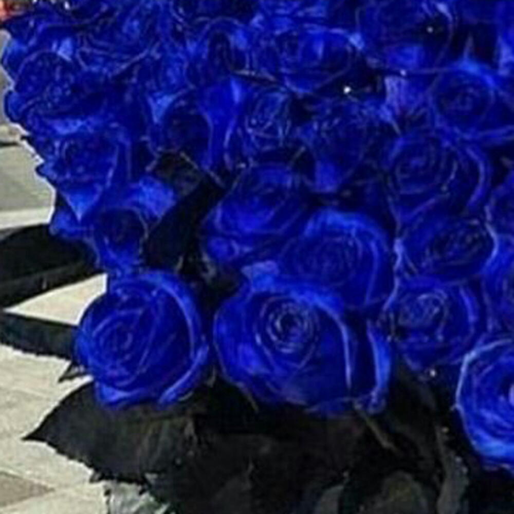 Огромный букет из синих роз💙