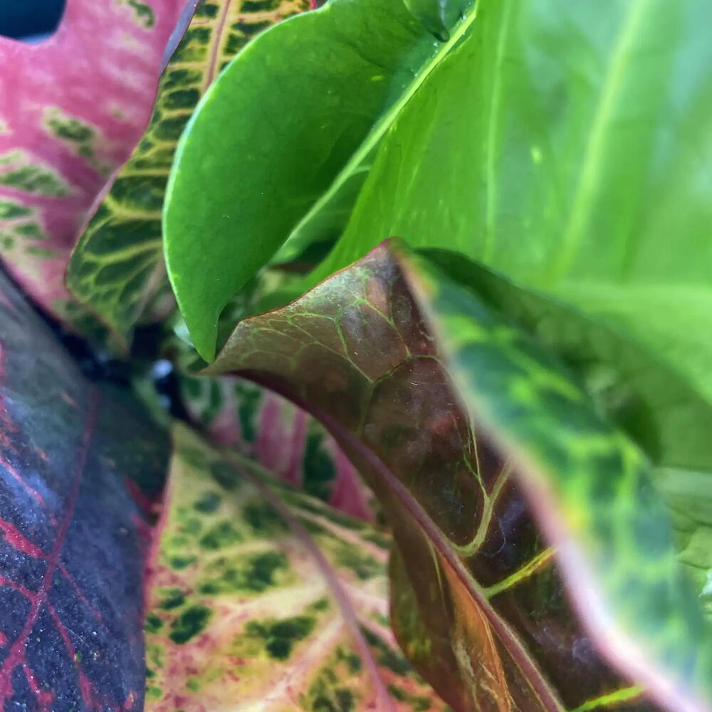 Кодиеум / Codiaeum
