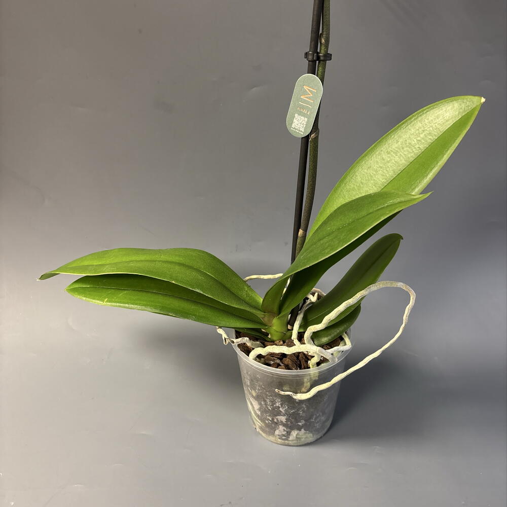 Орхидея Фаленопсис Manta Ambon