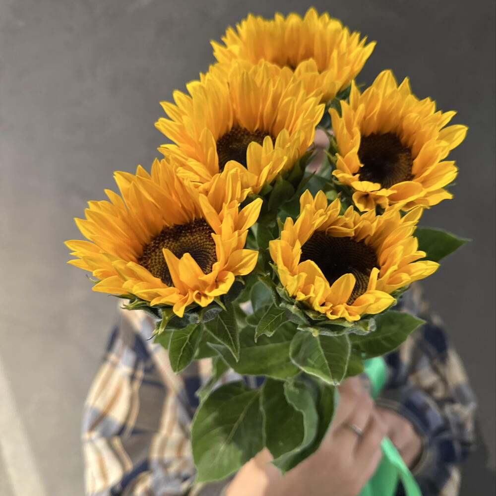 Подсолнухи мини декоративные 🌻