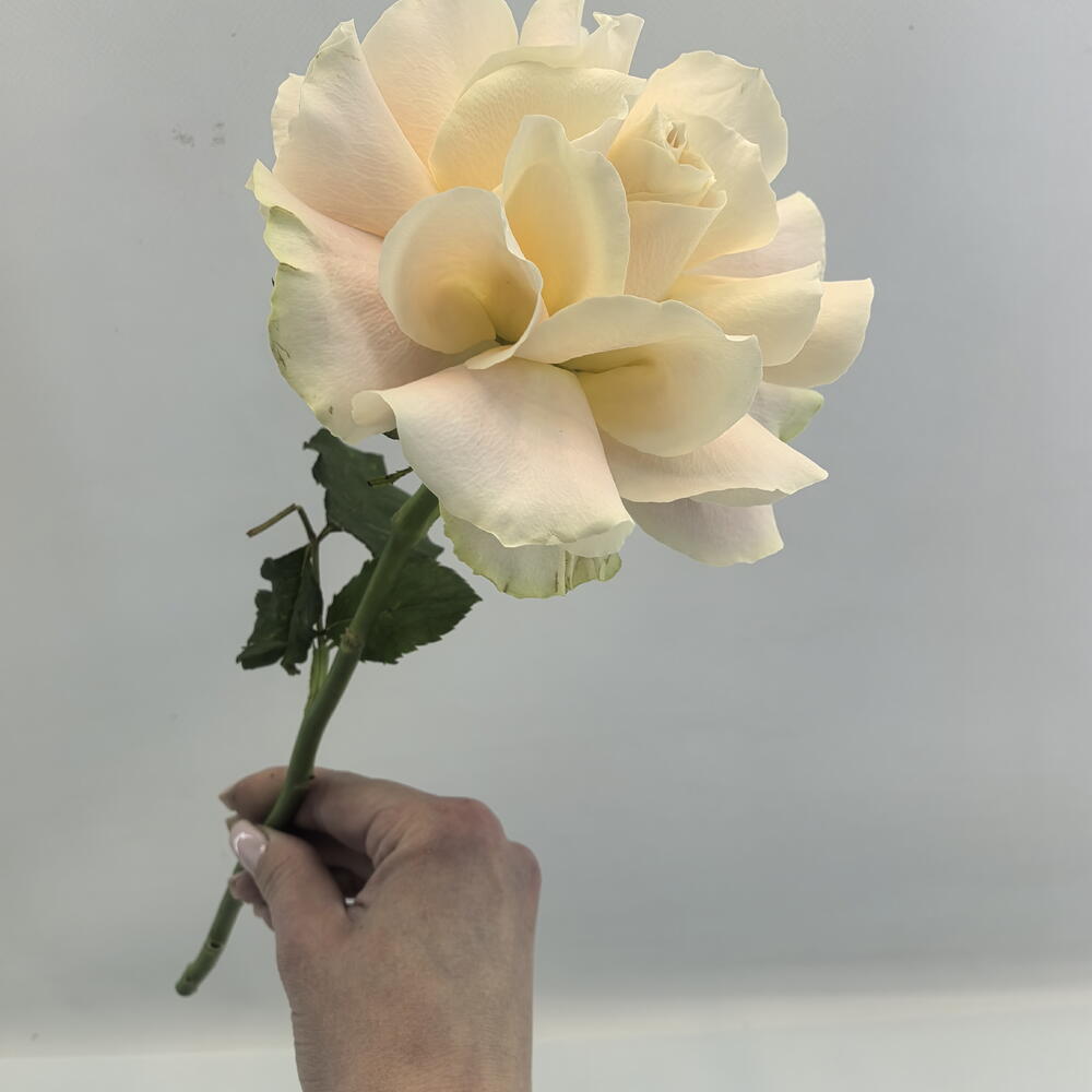 Роза Шармант