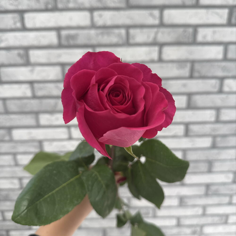 Роза малиновая