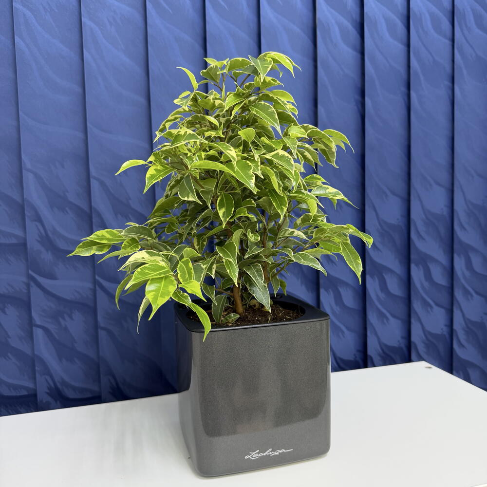 Фикус Бендажмина кинки в Lechuza Glossy черный глянец