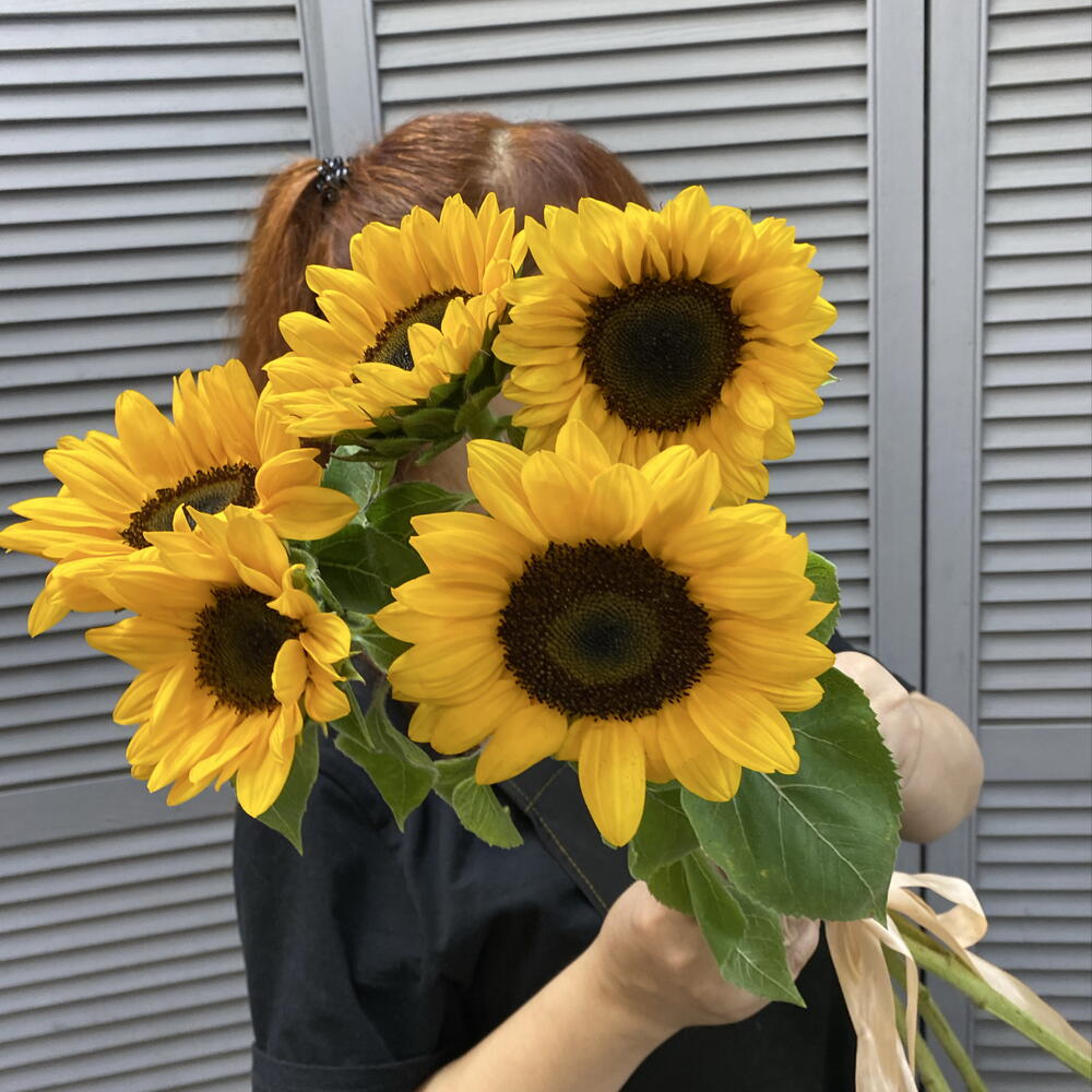 Подсолнухи 🌻
