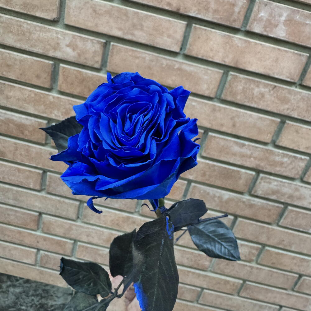 Роза Blue 60 см