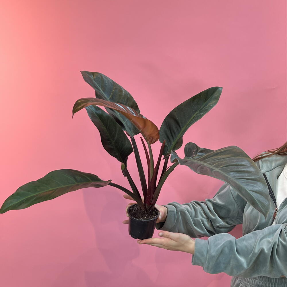 Филодентрон 🌱