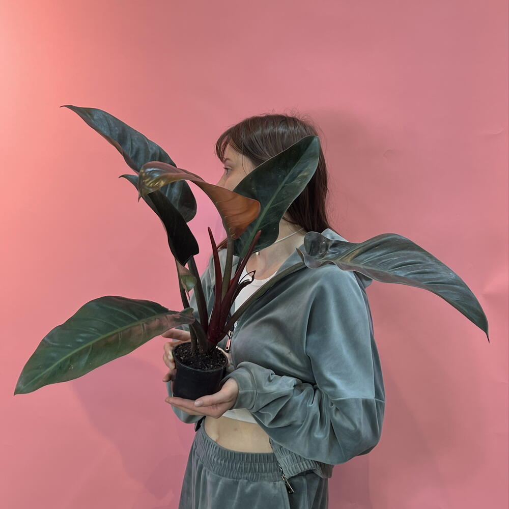 Филодентрон 🌱